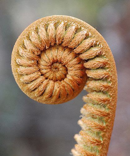 Fern fiddlehead (Sadleria cyatheoides), Kilauea, Hawaii | Spirals in ...