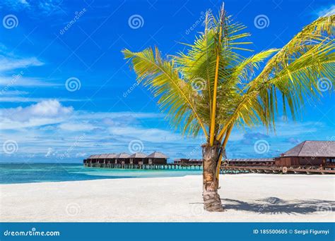 Palm tree in the Maldives stock image. Image of travel - 185500605