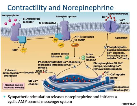 Norepinephrine increases heart contractility via a cyclic AMP second ...