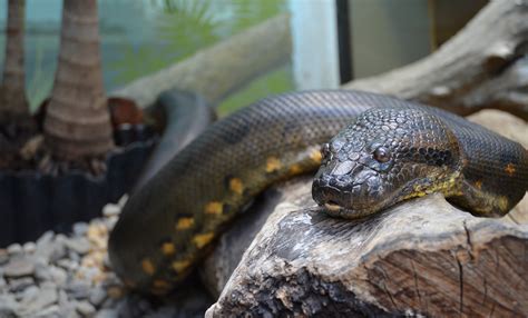 Green anaconda | Smithsonian's National Zoo and Conservation Biology ...