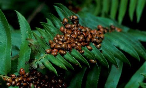 All About Ladybug – The Gorgeous, Shiny Invertebrate Species