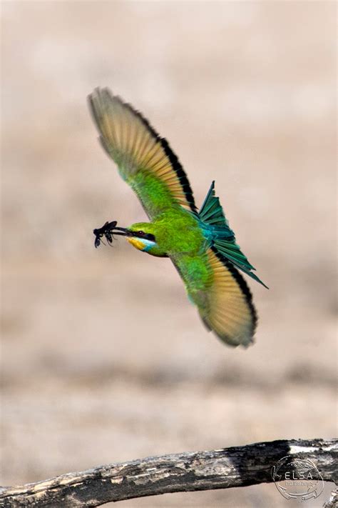 Kgalagadi Transfrontier Park - Your Africa images - Safaritalk