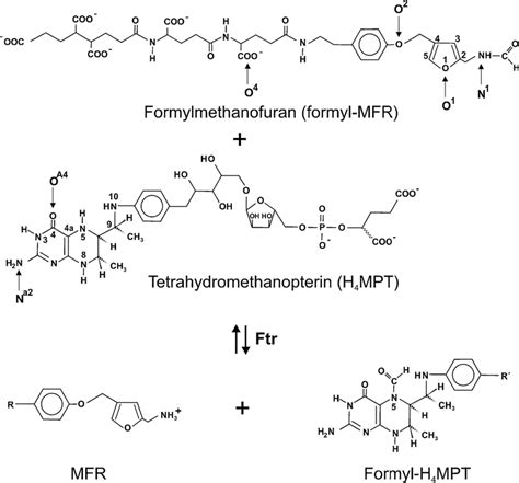 Formyl transfer reaction from formylmethanofuran (formyl-MFR) to ...