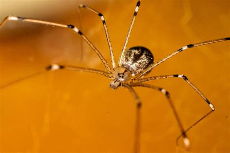 Myth buster: Daddy long legs is the most venomous spider in the world ...