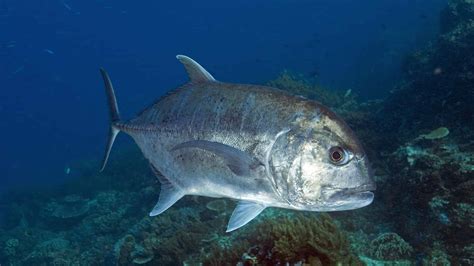 Giant Trevally - A-Z Animals