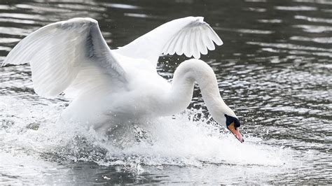 Calls for dogs to be kept on leads after swan dies following attack at ...