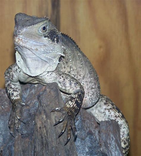 Australian Water Dragon Husbandry Guide - Reptile and Amphibian ...