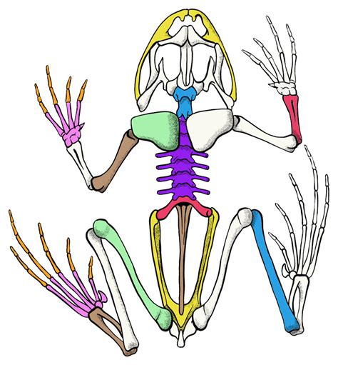 Skeletal System Of A Frog Ventral View