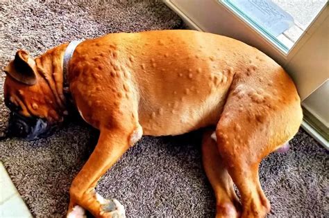 Understanding Dog Hives: Causes, Symptoms, and Treatment Options