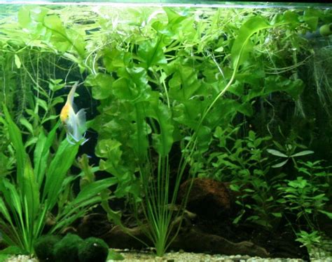 Aponogeton ulvaceus (Aponogeton ulvaceus) | Aquascaping plants ...