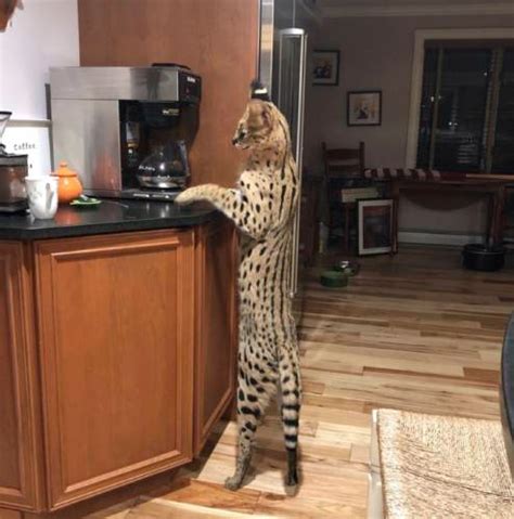 Spartacus the African serval cat found safe after escape from NH home ...