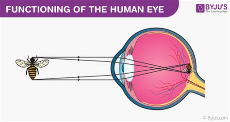 Human Eye - Definition, Structure, Function, Parts, Diagram