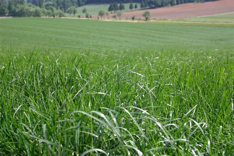 Ryegrass - Perennial (Turf-Type) - Oregon Wholesale Seed Company