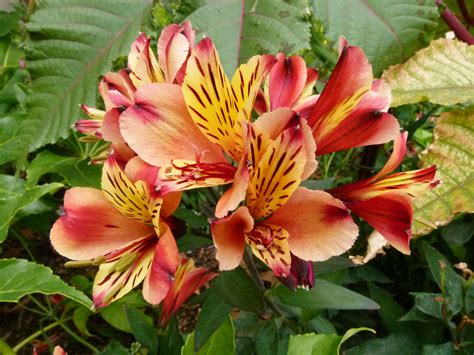 Orange Alstroemeria | Flowers perennials, Flower images, Alstroemeria