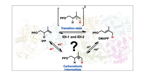 Mechanistic Studies of the Protonation–Deprotonation Reactions for Type ...