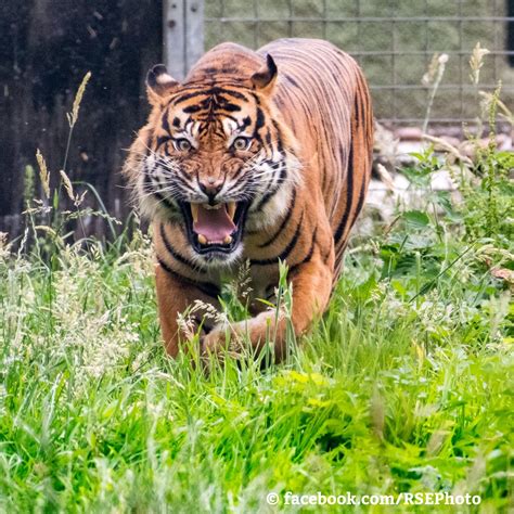 sumatran tiger conservation Archives - WildCats Conservation Alliance