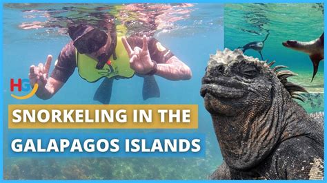 Snorkeling in the Galapagos islands | Which Galapagos Animals Can You ...