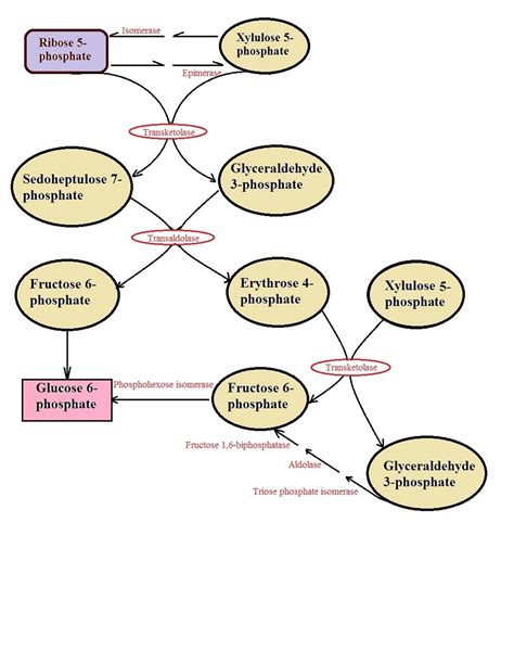 Pentose Phosphate Pathway Mechanism