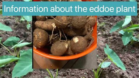 Information about the eddoe plant Caribbean food - YouTube