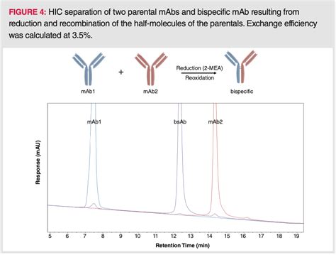 Hydrophobic Interaction Chromatography (HIC) for the Characterization ...