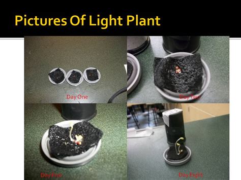 Pictures Of The Light Plant - Scientific Tropism Experiment