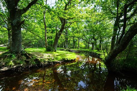 The New Forest - Naturetrek