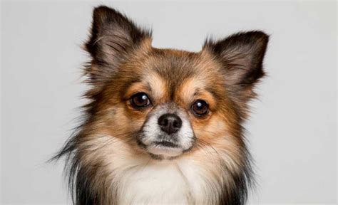 Chihuahua curiosità e bizzarrie su questa razza di cane bestioline ...