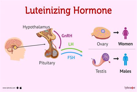 Luteinizing Hormone (Human Anatomy): Image, Functions, Diseases and ...