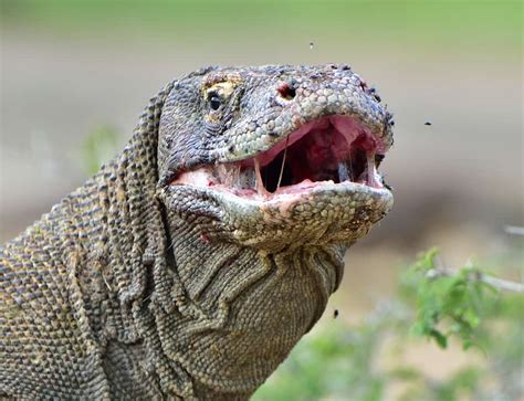 Komodo Dragon Vs Crocodile, Who Would Win? - Animals Comparison