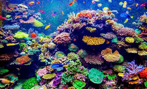 Coral Reef ecosystems in Coastal environment - Environmental Earth