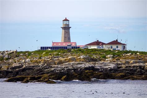 Machias Seal Island - Visit Maine