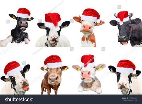 3,043 Cow In Santa Hat Images, Stock Photos & Vectors | Shutterstock