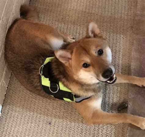 REVIEWS: Best Dog Harness For Shiba Inus – Joyride Harness