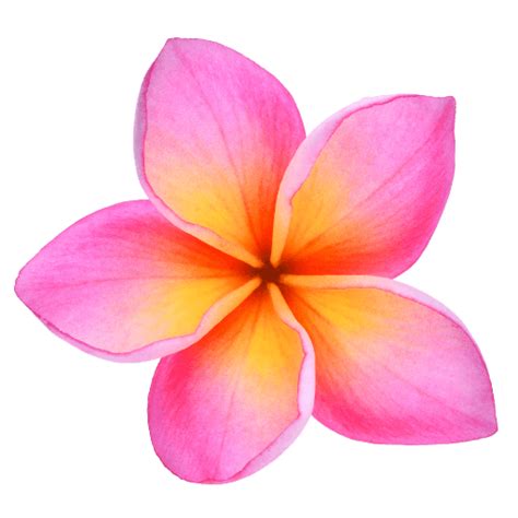 Fleur de Frangipani PNG Image Transparente | PNG Mart