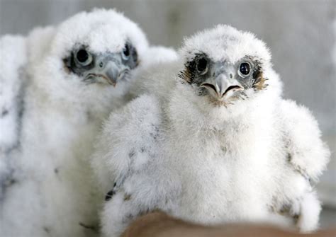 Baby Peregrine Falcon In Nest