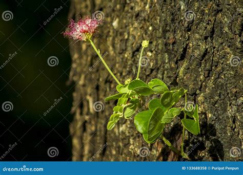 Samanea Saman Beautiful in Nature Stock Photo - Image of bloom, flora ...