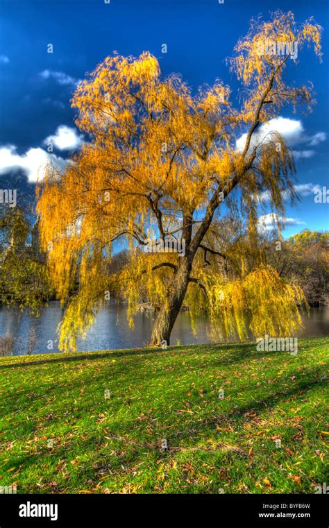 Weeping Willow Tree In Fall