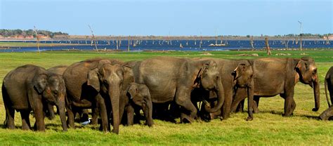 The Elephant Gathering at Minneriya National Park - Marvellous Sri Lanka