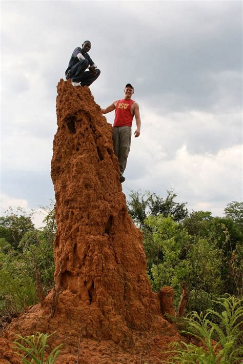 Amazing Animals Pictures: The Architecture of the Termites: The Mound ...