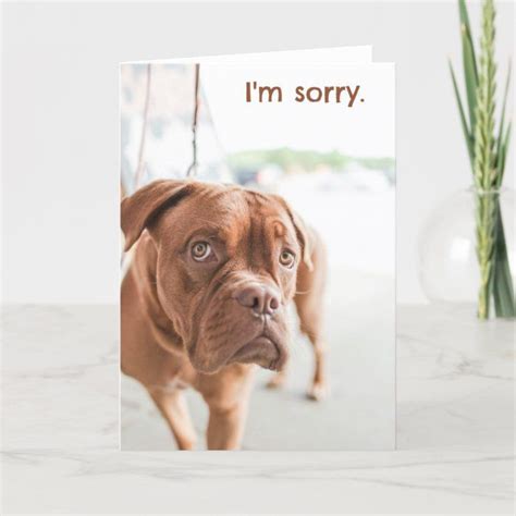 I'm sorry apology card with guilty dog | Zazzle.com | Guilty dog ...