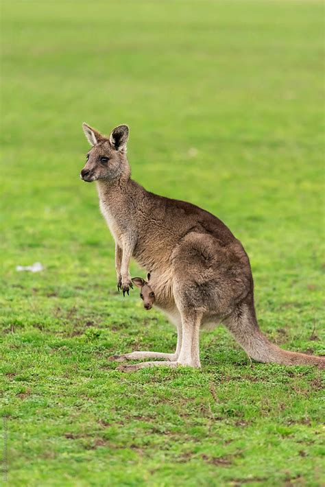 "Kangaroo With A Baby Joey In The Pouch" by Stocksy Contributor "Bisual ...