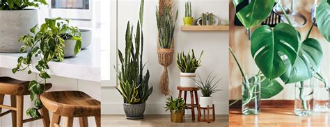 Indoor Plants That Need Very Little Maintenance