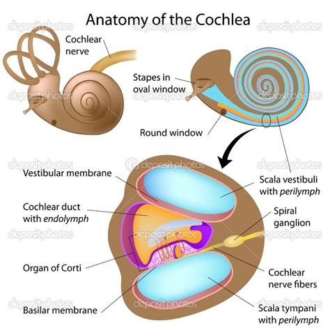 Cochlea Anatomy | Anatomy, Ear anatomy, Inner ear anatomy