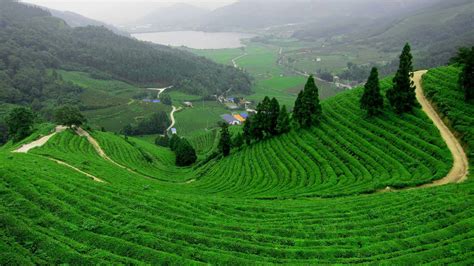 Tea garden,Sylhet,Bangladesh | Geziler, Doğa, Bahçe