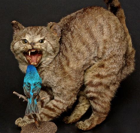 Cat Taxidermy Fails