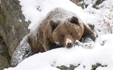 winter bear | Beautiful wallpaper of a grizzly bear covered with some ...