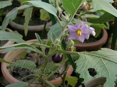 Solanum melongena - Brinjal