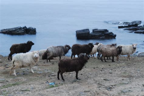 North Ronaldsay Sheep, Orkney | Rare breed, seaweed eating s… | Flickr