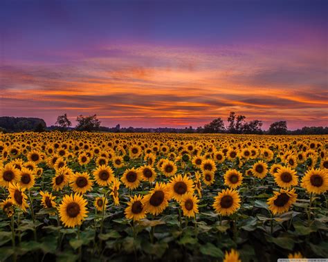 Sunflower Garden Wallpapers - Wallpaper Cave