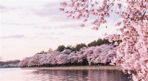 35 Cherry Blossom Tree Facts—Best Cherry Blossom Facts - Parade